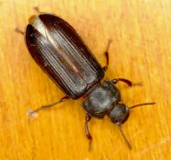 Yellow Mealworm Beetle thumbnail 2