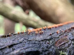 Nectria pseudotrichia thumbnail 1