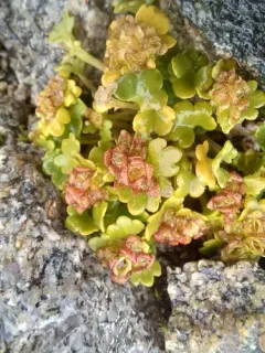 Wright's Golden-saxifrage thumbnail 4