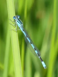 Big Bluet thumbnail 3