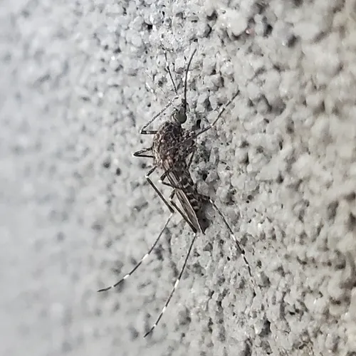 Alaskan winter mosquito
