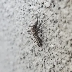 Alaskan winter mosquito thumbnail 1