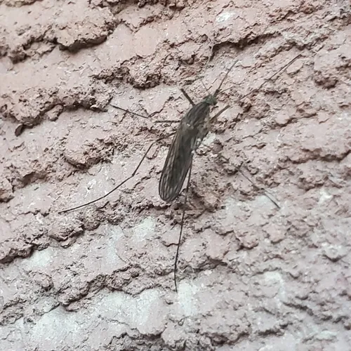Impatient mosquito
