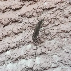 Impatient mosquito thumbnail 1