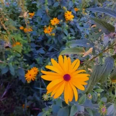sweet black-eyed Susan thumbnail 4