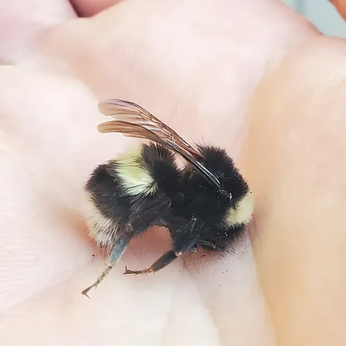 Cryptic Bumble Bee