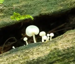 bladder stalks thumbnail 4