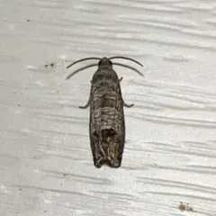 Codling Moth thumbnail 4