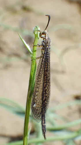 Brachynemurus henshawi