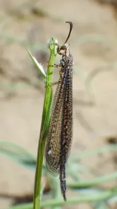 Brachynemurus henshawi thumbnail 1