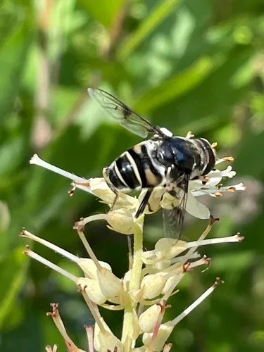 Blue-polished Drone Fly