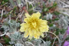 Taraxacum hyparcticum thumbnail 4
