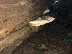 Orange Polypore thumbnail 2