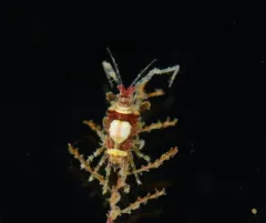 Nudibranch-mimicking Amphipod thumbnail 3