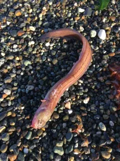 Giant Wrymouth thumbnail 1