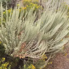 Big Sagebrush thumbnail 2