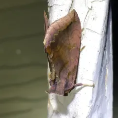 Unspotted Looper Moth thumbnail 3