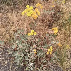 sulfur buckwheat thumbnail 3