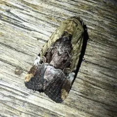 Chalcedony Midget thumbnail 1