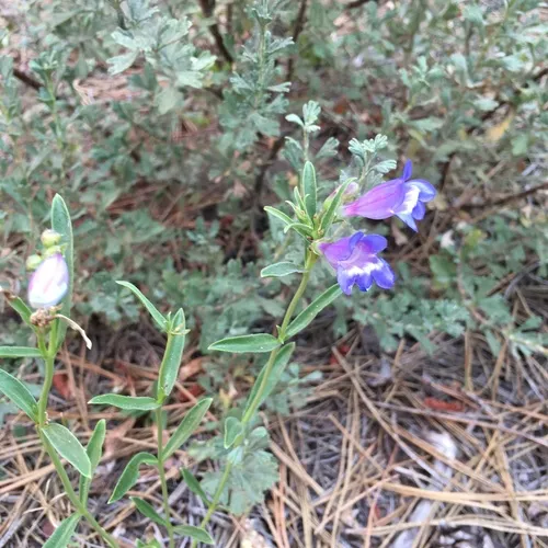 Royal Beardtongue