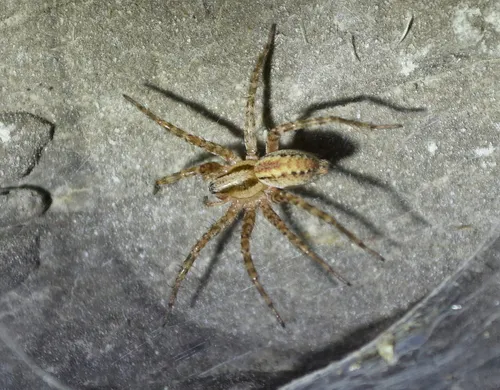 Calilena umatilla