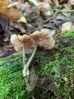 Entoloma gracilipes thumbnail 2