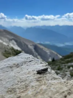 Montana Spur-throat Grasshopper thumbnail 2