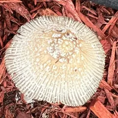 flocculose inkcap thumbnail 4