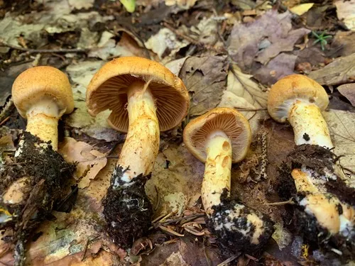 Aureonarius tofaceus