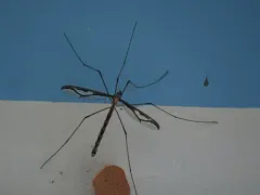 Pedicia margarita thumbnail 2