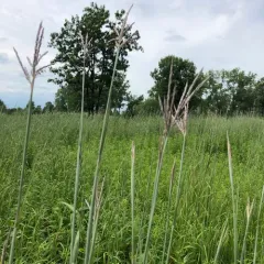 big bluestem thumbnail 4