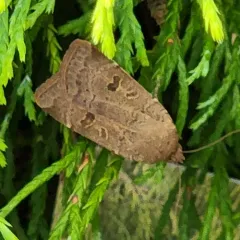 Lesser Yellow Underwing thumbnail 3