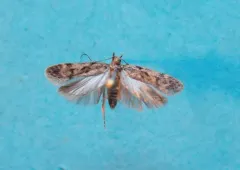 Boxelder Leafworm Moth thumbnail 2