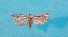 Gretchena amatana thumbnail 1