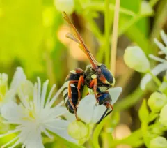 Pterocheilus quinquefasciatus thumbnail 2