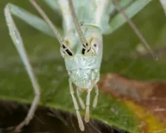 Sage Tree Cricket thumbnail 3