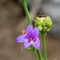 Glaucous Beardtongue thumbnail 2