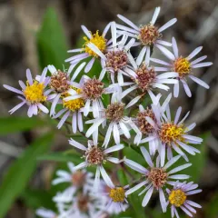 subalpine aster thumbnail 2