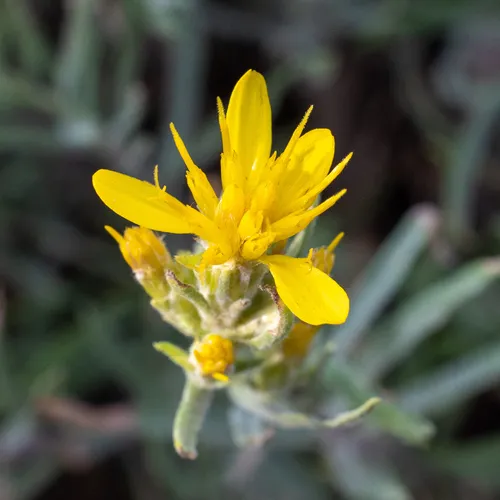 Bloomer's goldenbush