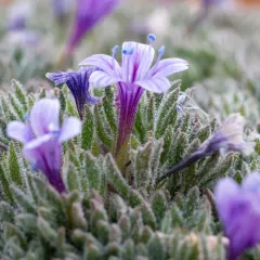 talus collomia thumbnail 1