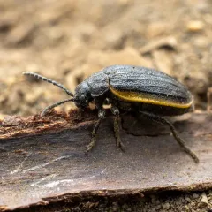 Galeruca rudis thumbnail 2