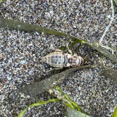 Pictured Rove Beetle thumbnail 4