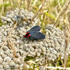 White-tipped Ctenucha thumbnail 4