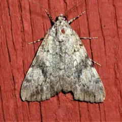 Girlfriend Underwing thumbnail 3