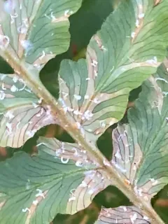 Uredinopsis pteridis thumbnail 2