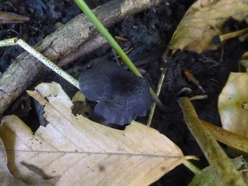Entoloma anatinum