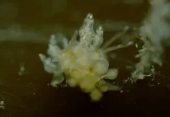 Eubranchus scintillans thumbnail 4