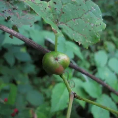 Ampelomyia vitispomum thumbnail 1