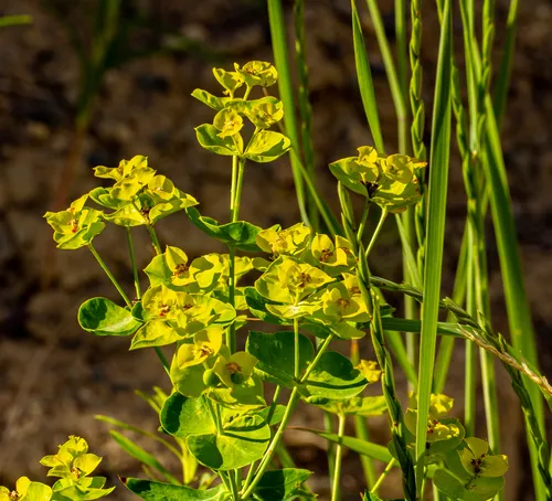 leafy spurge