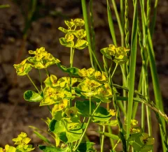 leafy spurge thumbnail 1
